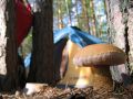 Hr�by rast� �plne v�ade